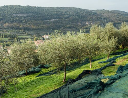 Olive Oil Times – May 18, 2023