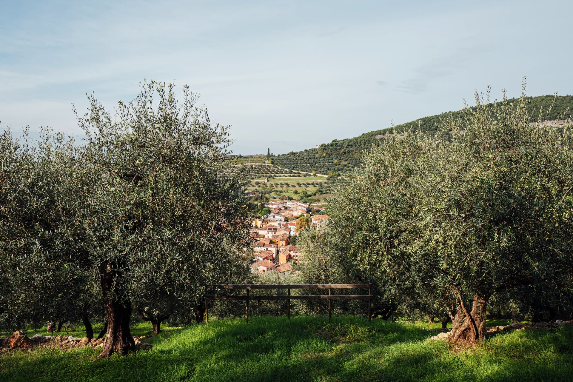 241013-Olio-Cordioli-73