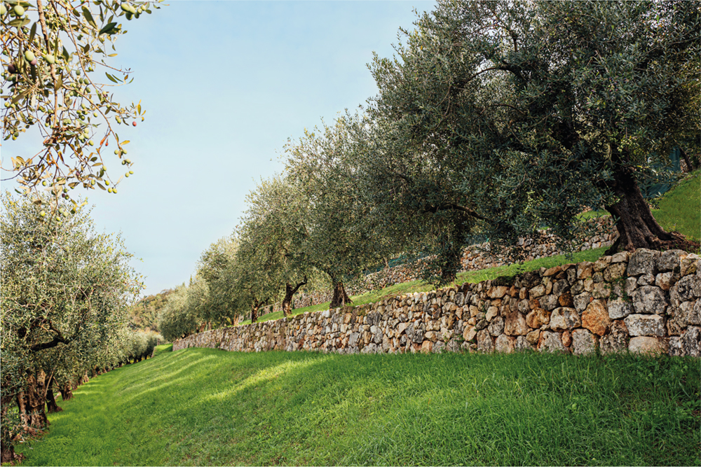Cordioli_olio_postcard_2023_V2