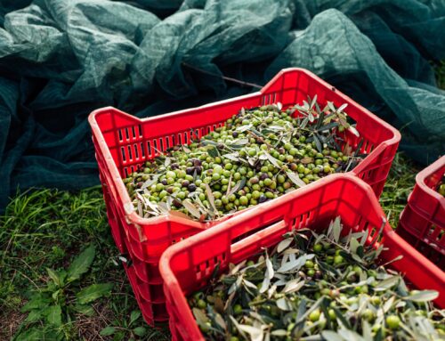 Azienda Agricola Cordioli Erminio & C earns two Golds at 2026 NYIOOC